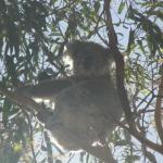 Raymond Island - Koalas